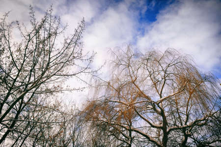 beautiful trees and sky in winterの写真素材