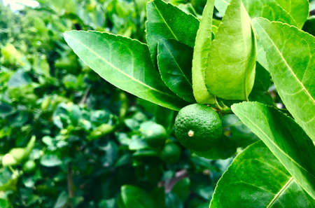 Closeup green bergamot or Kaffir lime on tree in organic garden.の写真素材