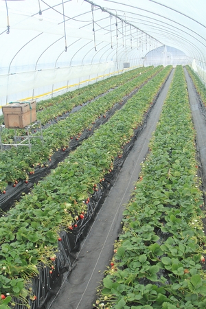 Nikko strawberry park in nikko , japan.のeditorial素材