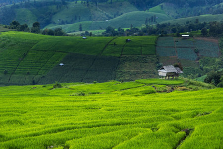 Landscape of the lined Green terraced rice field on the mountain in Chiang mai Province, Thailand