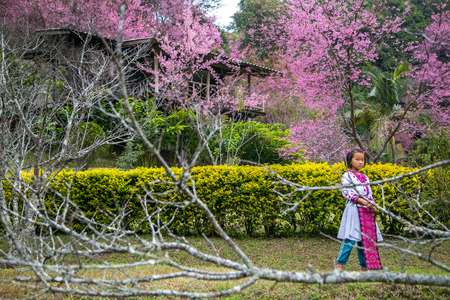 CHIANG MAI,THAILAND - JANUARY 17, 2015 : Cherry Blossom and sakura at Chiang Mai , Thailandのeditorial素材