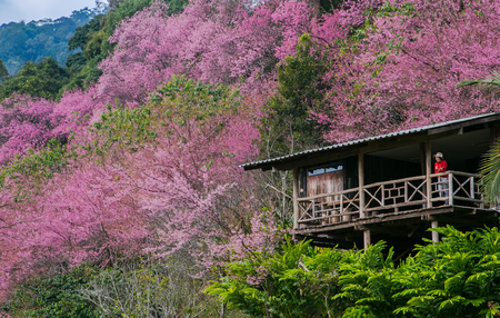 CHIANG MAI,THAILAND - JANUARY 17, 2015 : Cherry Blossom and sakura at Chiang Mai , Thailandのeditorial素材