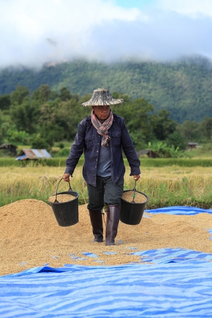 LAMPANG, THAILAND - NOV 8: Rice threshing on November 8, 2014 in Lampang, Thailand. Hand-threshing is still practised in many parts of Thailandのeditorial素材