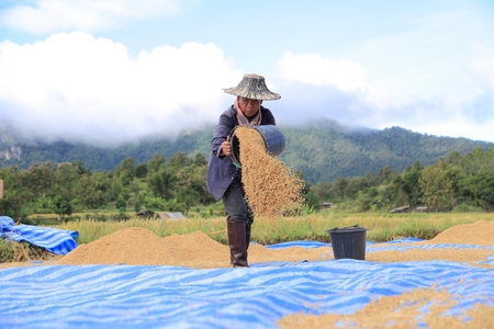 LAMPANG, THAILAND - NOV 8: Rice threshing on November 8, 2014 in Lampang, Thailand. Hand-threshing is still practised in many parts of Thailandのeditorial素材