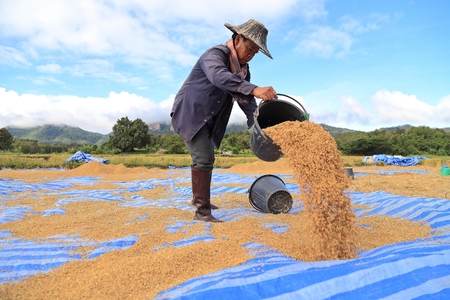 LAMPANG, THAILAND - NOV 8: Rice threshing on November 8, 2014 in Lampang, Thailand. Hand-threshing is still practised in many parts of Thailandのeditorial素材