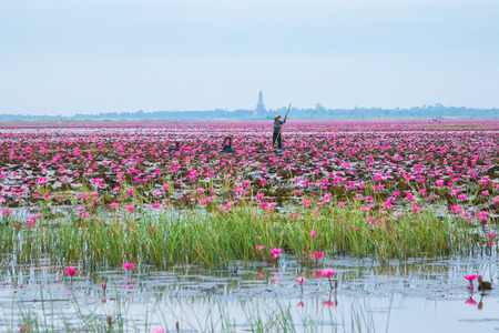 UDONTHANI,THAILAND - JANUARY 12, 2015 : Unseen pink water lily festival in Udonthani. On January 12, 2015 in Udonthai ,Thailandのeditorial素材