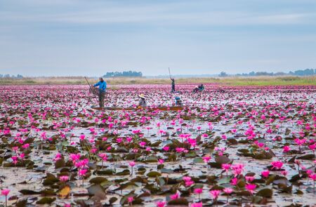 UDONTHANI,THAILAND - JANUARY 12, 2015 : Unseen pink water lily festival in Udonthani. On January 12, 2015 in Udonthai ,Thailandのeditorial素材