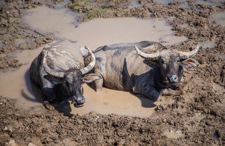 Many Sea Buffalos eating grass in Talay Noi is a river basin at the topmost of Songkla Lake. Phatthalung Province Thailand.の写真素材