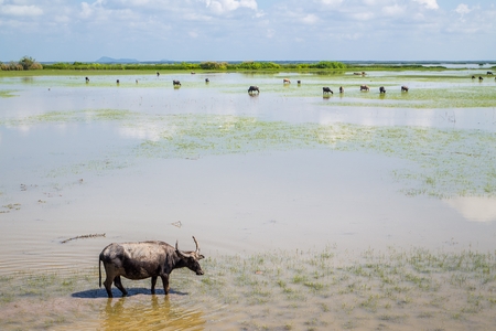 Many Sea Buffalos eating grass in Talay Noi is a river basin at the topmost of Songkla Lake. Phatthalung Province Thailand.の写真素材