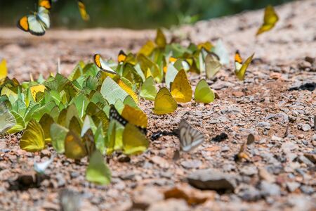Butterfly at Kaeng Krachan National Park in Phetchaburi Province Thailand