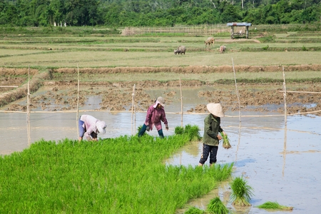 Farmer Rice farming ,Vangvieng ,Laosの写真素材