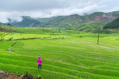 Rice fields on terraced in rainny season at Tule, Vietnam.の写真素材