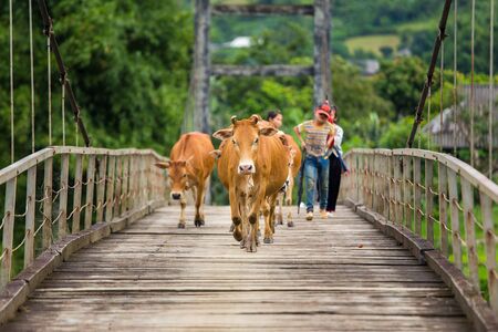 TULE, YENBAI, VIETNAM - AUGUST 1, 2015 : Unidentified Asian child labor tend cow on rice plantation,...