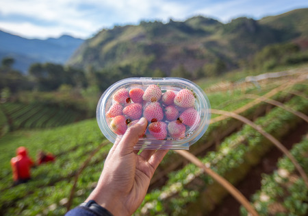 Strawberry garden at Doi Ang Khang , Chiang Mai, Thailandの写真素材