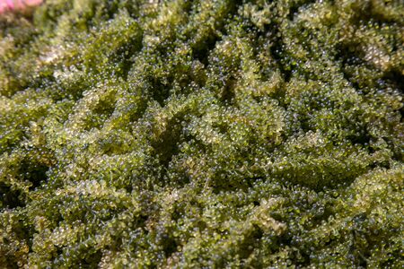 Oval sea grapes seaweed/green caviar/Caulerpa lentillifera seaweed.