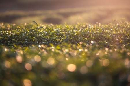 Tea plantation Chiang Rai, Thailandの写真素材