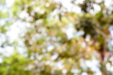 Tree bokeh blur backgroundの写真素材