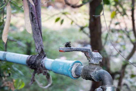 Mating fliesの写真素材