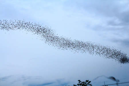 Hundred Million Bats at Wat Khao Chong Pran, Ratchaburi Thailandの写真素材