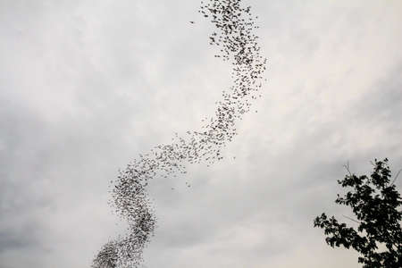 Hundred Million Bats at Wat Khao Chong Pran, Ratchaburi Thailandの写真素材
