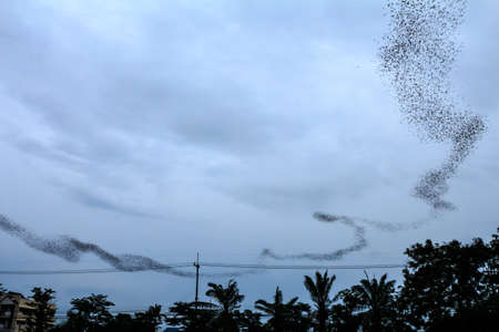 Hundred Million Bats at Wat Khao Chong Pran, Ratchaburi Thailandの写真素材