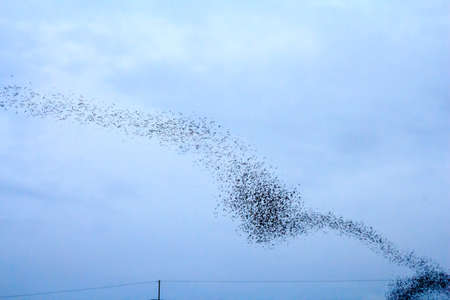 Hundred Million Bats at Wat Khao Chong Pran, Ratchaburi Thailandの写真素材