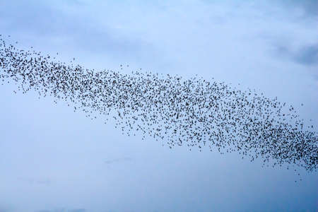 Hundred Million Bats at Wat Khao Chong Pran, Ratchaburi Thailandの写真素材