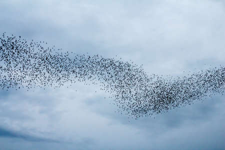 Hundred Million Bats at Wat Khao Chong Pran, Ratchaburi Thailandの写真素材