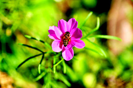 honeybeeの写真素材