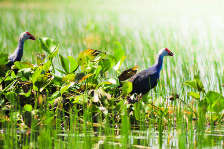 water fowlの写真素材
