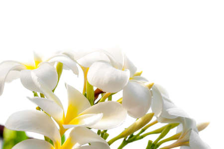 flower close up の写真素材