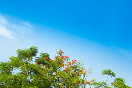 tree and skyの写真素材