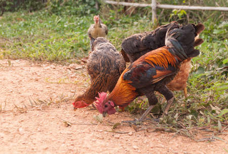 flock of chickens grazing on the grassの写真素材