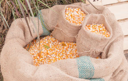 Corn groats and seeds, corncobs on wooden rustic table. Selective focusの写真素材