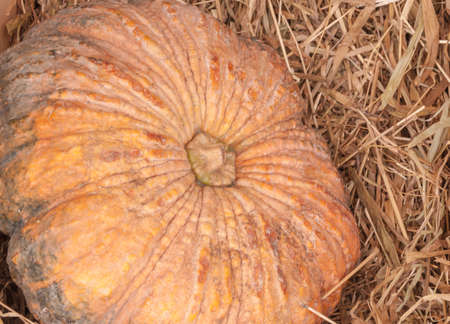 pumpkins lay on a wooden background with a strawの写真素材