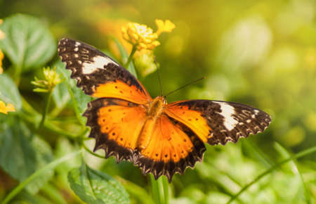 butterfly fly in morning natureの写真素材