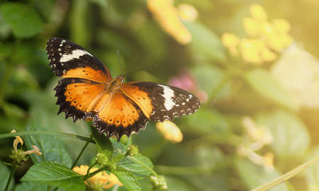 butterfly fly in morning natureの写真素材