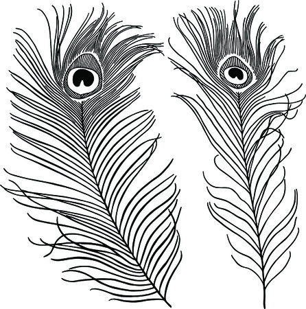 Peacock Feather vectorのイラスト素材