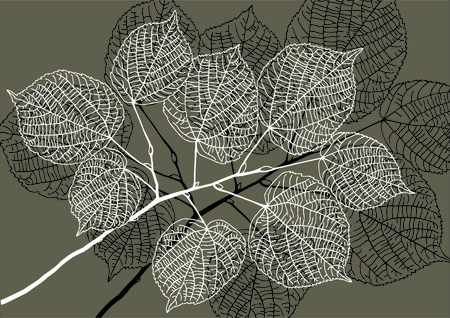 A linden leaves vectorのイラスト素材