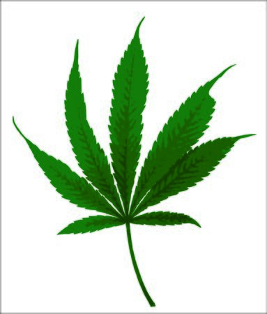 Green marijuana leafのイラスト素材