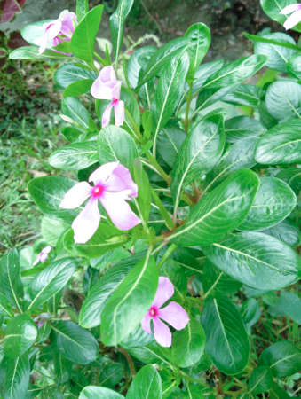 white natural flower green backgroundの写真素材