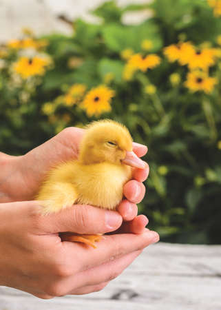 Cute sleepy duckling in a woman's hands