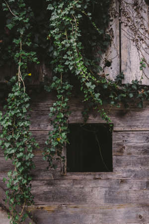 Ivy above the window on an old abandoned houseの写真素材