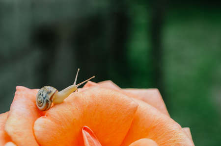 Small snail on a petal of a roseの写真素材