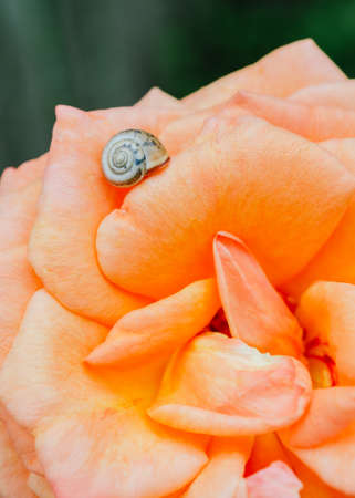 Small snail on a petal of a roseの写真素材