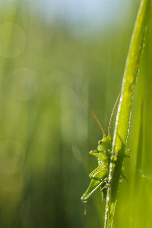 Grasshopper on a blade of grass in the early morning lightの写真素材