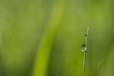 Drop of morning dew on a blade of grassの写真素材