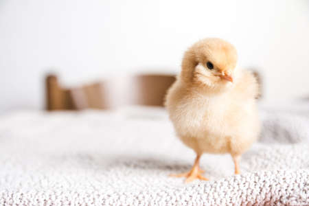 Baby chicken on a white backgroundの写真素材
