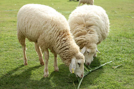 Sheep in a Green Field の写真素材
