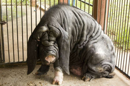 ugly pigの写真素材